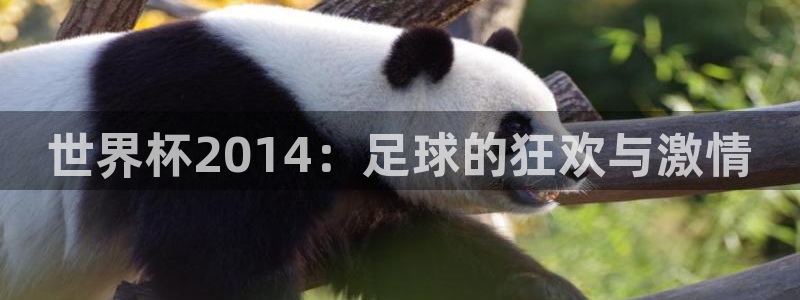 世界杯比赛：世界杯2014：足球的狂欢与激情